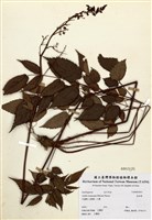 藏品(落新婦)的圖片